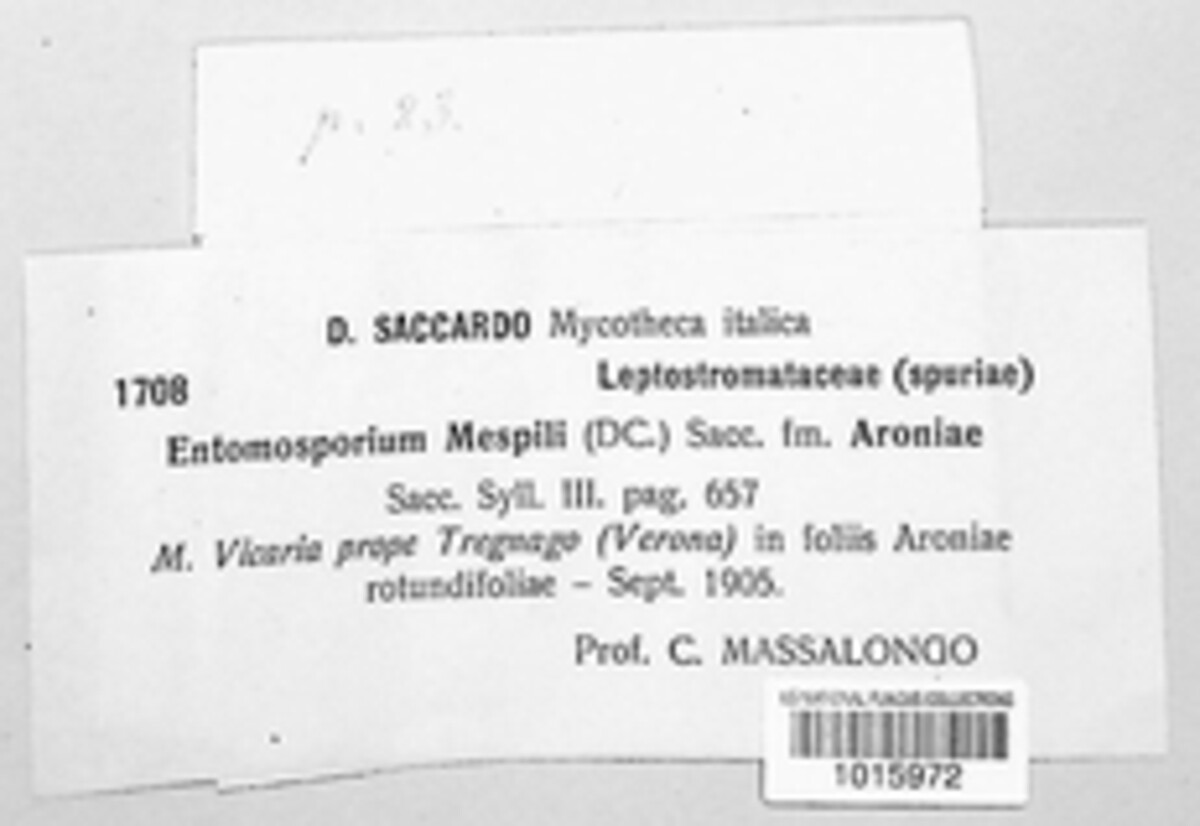 Diplocarpon mespili image